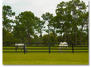 horse community